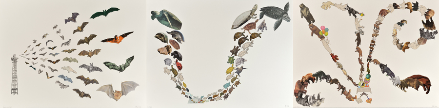 Three collage works placed side by side. Each one features cut-outs of specific animal species displayed in interesting formations in a variety of colours and sizes: bats, turtles and bears.
